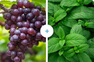 Technologia Buletedana