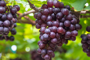 Technologia Buletedana