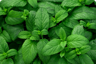 Technologia Buletedana